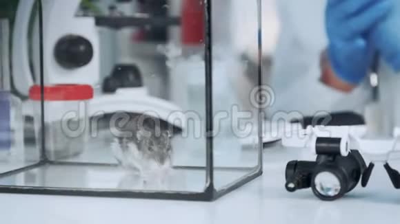 化学实验室工作桌上装有玻璃容器的实验室仓鼠视频的预览图