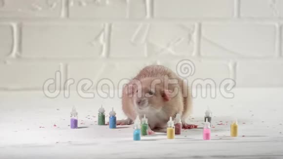 棕色的老鼠傻瓜坐在白色的木地板上瓶子里有五颜六色的火花视频的预览图