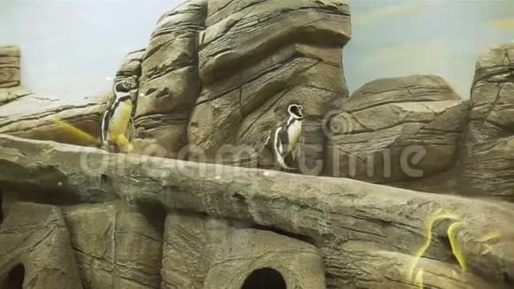 两只企鹅在岩石上行走视频的预览图