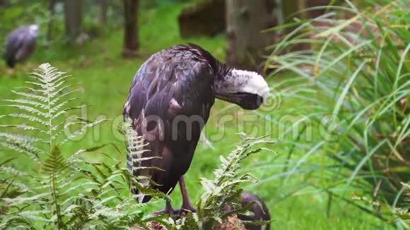 一只草颈状的大的特写它的羽毛典型的鸟类行为来自澳大利亚和印度尼西亚的热带动物物种视频的预览图