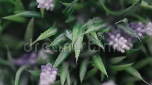奇妙的风信子与绿叶紫色的花朵盆栽视频的预览图
