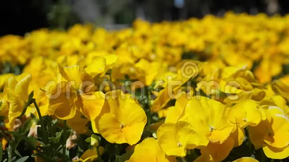 晴天花园里的黄花视频的预览图