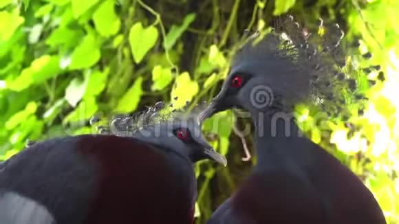 一对维多利亚加冕的鸽子相爱视频的预览图