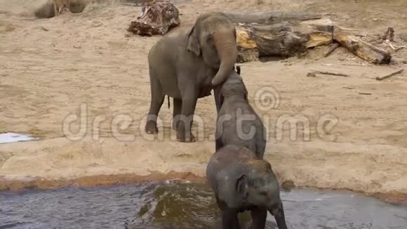 亚洲大象妈妈与她的孩子互动亲密的动物行为来自亚洲的濒危物种视频的预览图