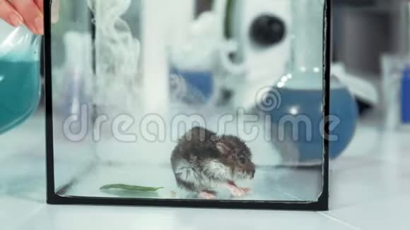 现代化学实验室实验用老鼠把烟从烧瓶里吹进玻璃容器视频的预览图