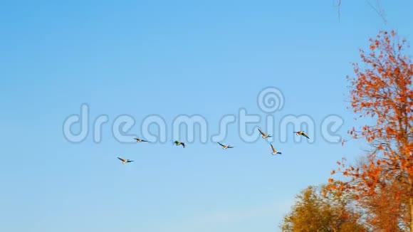 在一个秋天的傍晚加拿大的鹅群在五颜六色的橡树上飞翔视频的预览图