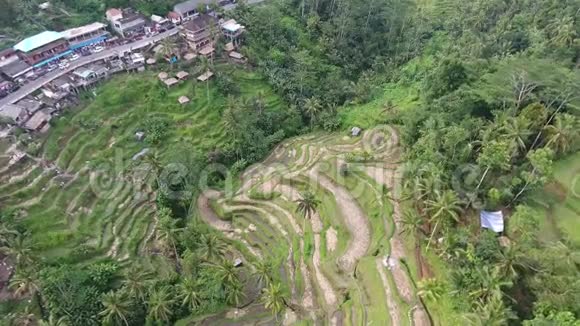 一个印度尼西亚村庄的空中镜头旁边是一个梯田4k视频的预览图