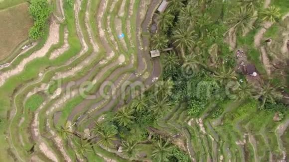 印度尼西亚4k山上梯田的俯视图视频的预览图