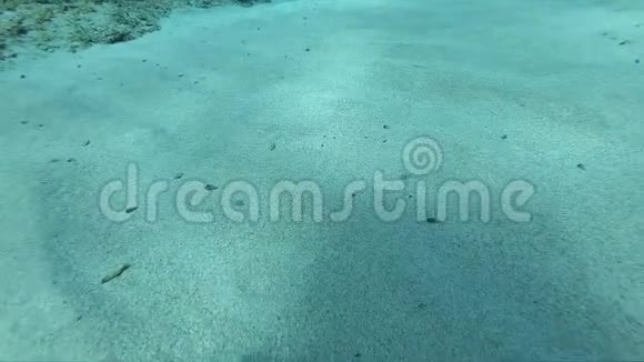 令人惊叹的沙海海底慢镜头水獭的手从海底升起视频的预览图