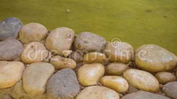 乌龟坐在石头上视频的预览图