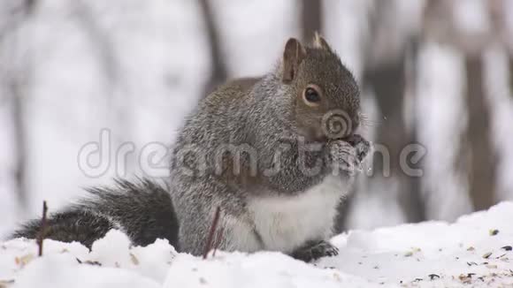 可爱的灰松鼠卡罗林松东部灰松鼠或灰松鼠在雪地上缓慢地吃种子视频的预览图
