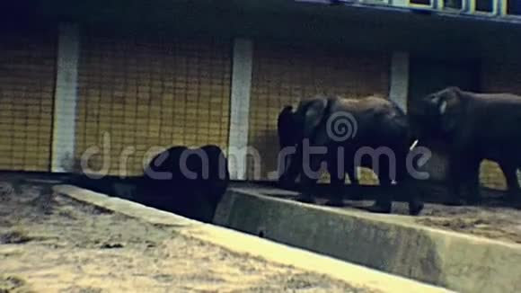柏林动物园大象在70年代视频的预览图