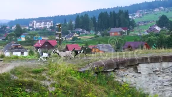山羊靠近高地的居民建筑视频的预览图