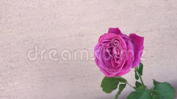 美丽的花朵白色背景上粉红色玫瑰的特写文字空间负空间视频的预览图