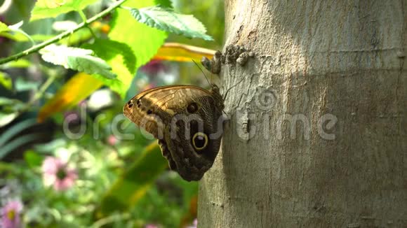 蝴蝶在树上视频的预览图