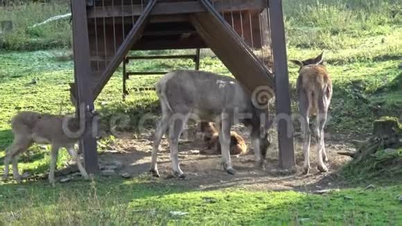 雌性鹿种类野生鹿动物视频的预览图