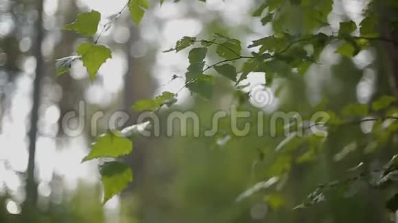 桦树的叶子在风中摇曳视频的预览图