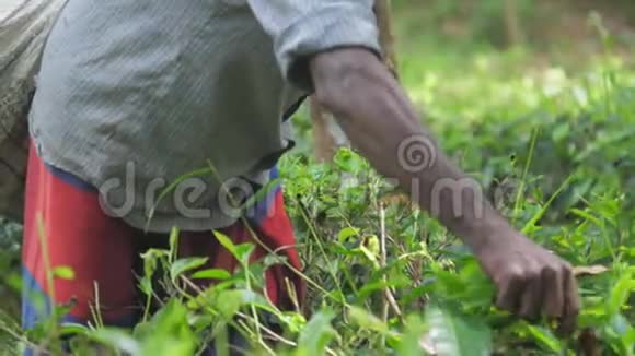 当地男人的手收集着绿色的树叶站在森林里视频的预览图
