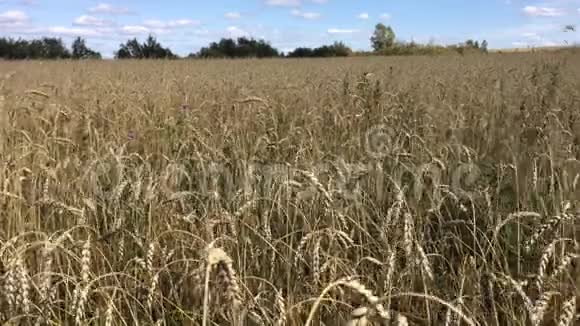 成熟小麦的田小麦穗粒摇风农业概念视频的预览图