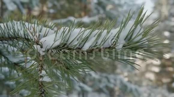 冬天森林里树枝上的手摇雪视频的预览图