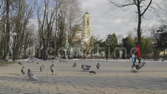 戈梅尔白俄罗斯鸽子鸽子鸟起飞飞近彼得和保罗大教堂视频的预览图