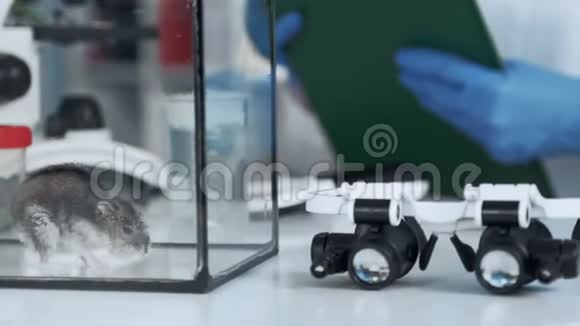 化学实验室玻璃容器中仓鼠的特写镜头视频的预览图