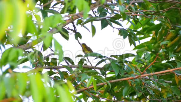 橄榄背太阳鸟栖息在树枝上清理羽毛视频的预览图