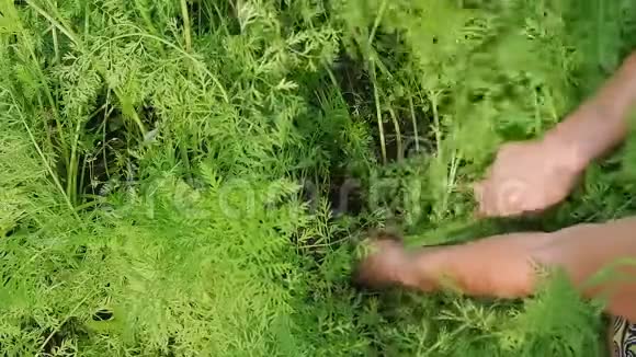 蔬菜种植女人手把胡萝卜从地上拔出来放在一堆里概念收获季节视频的预览图