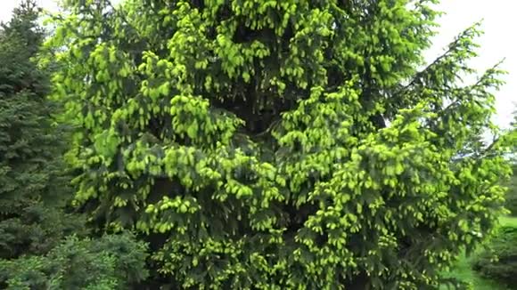森林中盛开的云杉树视频的预览图
