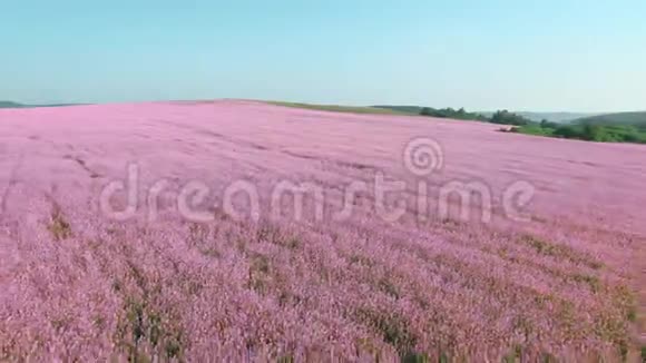 4粉红色花草甸生态田的K航景图4K视频的预览图