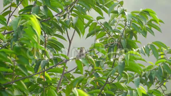 房子里的麻雀坐在树枝上竖起羽毛视频的预览图