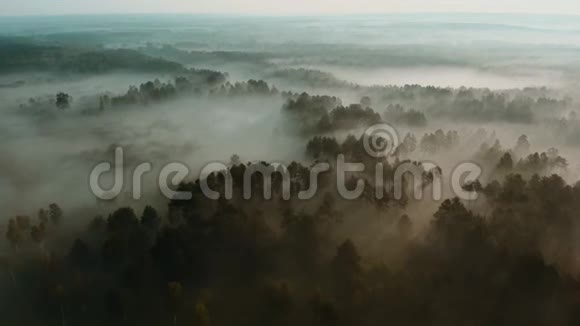 清晨在空中俯瞰夏日雾林视频的预览图