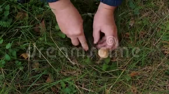 女性手切割蘑菇菌丝并清洗视频的预览图