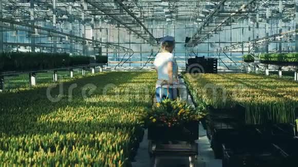 一个园丁用一辆大车在温室里移动着一束束鲜花视频的预览图