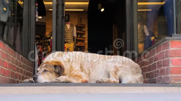 繁忙的城市和动物在一边繁忙的购物街在雅典希腊繁忙工作日的城市生活城里的狗视频的预览图