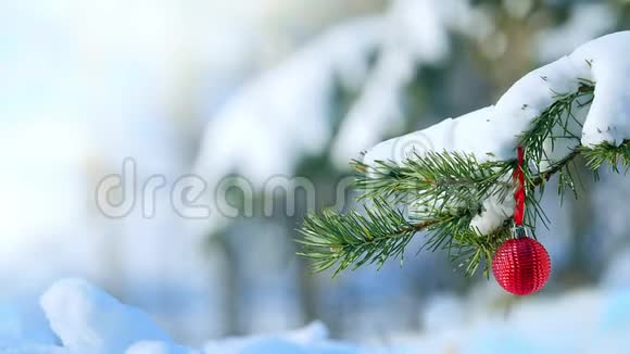 红色圣诞球挂在白雪覆盖的松树树枝上装饰在户外视频的预览图