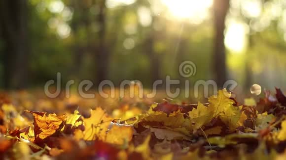 黄色的枫叶在秋天公园的背景下飘落和飞翔感恩心情视频的预览图