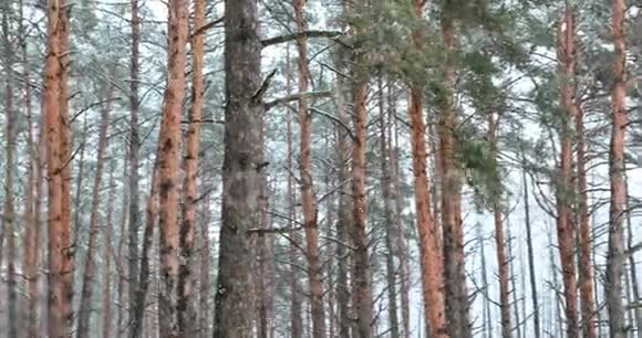 在大雪纷飞的冬季森林公园里散步雪的针叶林全景视频的预览图