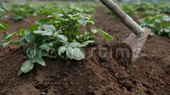 园丁用锄头培育绿色植物卖土豆视频的预览图