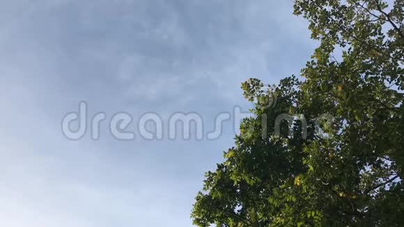 蓝天和顶树视频的预览图