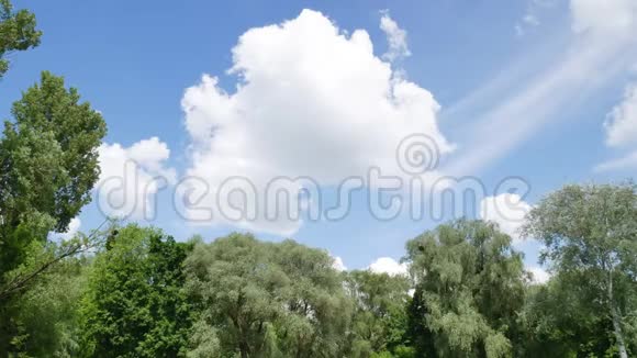 天空背景上的树木和云彩视频的预览图