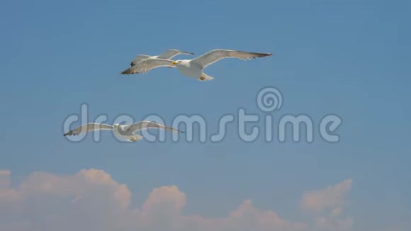 天空中的野鸟鸟儿在飞翔海鸥在蓝天上飞翔海鸥在天空中翱翔飞行中的海鸟视频的预览图