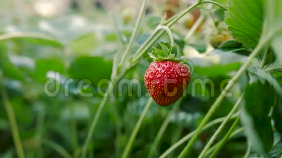 雌性手从茎上摘出一个红色成熟的草莓视频的预览图