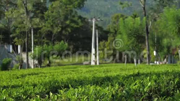 农村绿茶大规模种植视频的预览图
