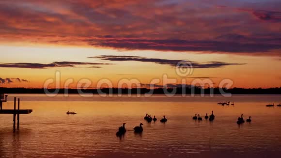 加拿大鹅加拿大BrantaCanadensis家族的剪影在一个美丽的湖泊中游泳视频的预览图