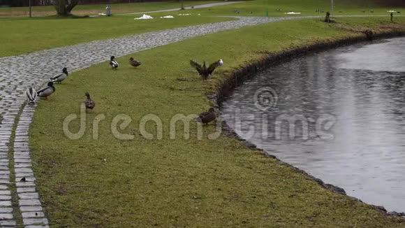 德国慕尼黑湖的雨天鸭子和海鸥在十二月的雨中绕着湖走几圈从视频的预览图