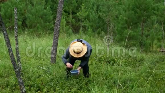 戴草帽的老妇人正在弯腰采摘美味的成熟野生蓝莓白百合视频的预览图
