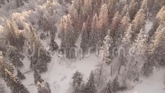 日出或日落时在冬季用雪覆盖树木的冰冻森林的鸟瞰图视频的预览图