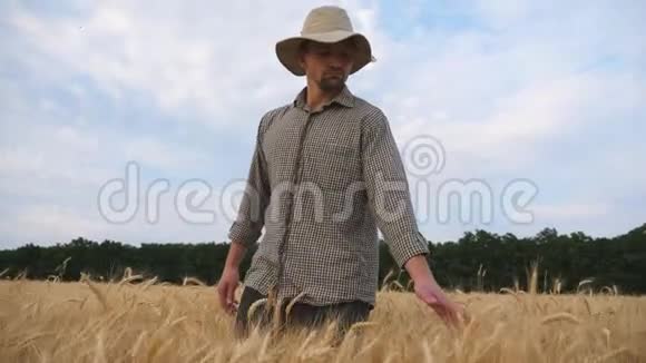 年轻的农学家漫步在大麦草地上抚摸着成熟的小穗在麦田里走过的男农视频的预览图