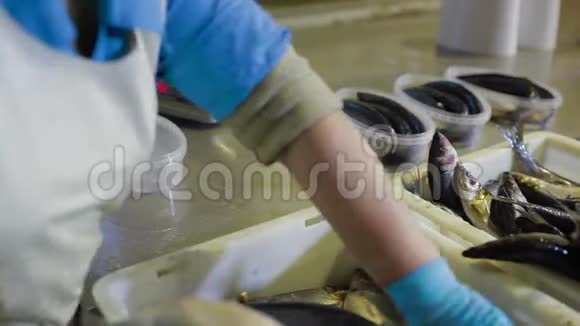 控制器检查鱼类的质量以便在海鲜厂进一步包装用塑料把鱼片分类视频的预览图